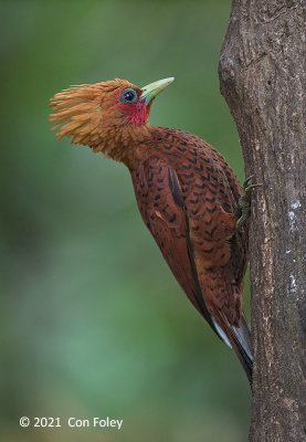 Woodpecker, Chestnut-colored