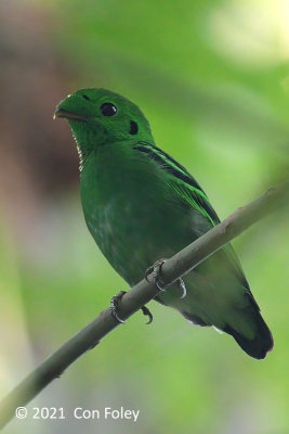 Broadbill, Green (male) @ Pulau Ubin