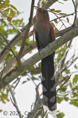 Cuckoo, Squirrel (adult) @ Rio Frio