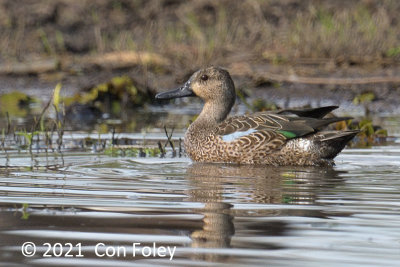 Teal, Blue-winged @ Rio Frio
