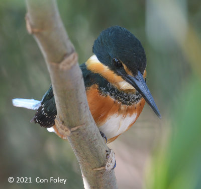 Kingfisher, American Pygmy (female) @ Rio Frio