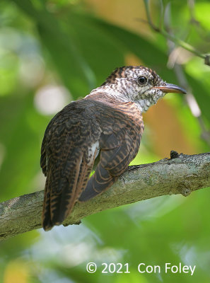 Cuckoo, Banded Bay (juvenile) @ SBG