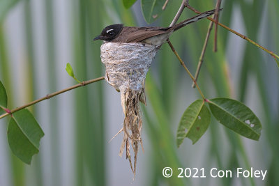 Fantail, Pied @ Kranji Marsh