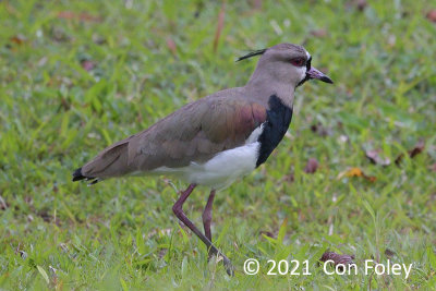 Lapwing, Southern @ near Hotel Monte Real