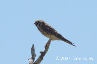 Kestrel, American @ near Las Palmas Hotel