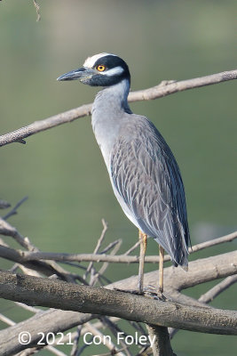 Heron, Yellow-crowned Night @ Rio Tarcoles