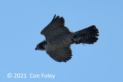 Falcon, Peregrine @ Rio Tarcoles