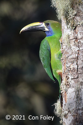 Toucanet, Northern Emerald @ near La Quetzal's Paradise