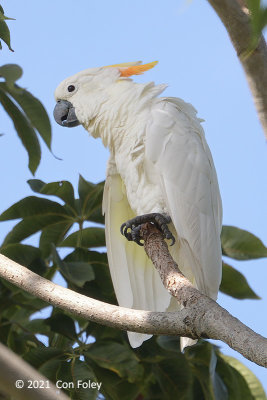 Cockatoo, Yellow-crested (citrinocristata) @ Sentosa