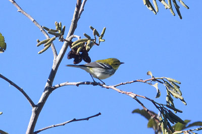 Warbler, Black-throated Green (female) @ Paraso Quetzal Lodge