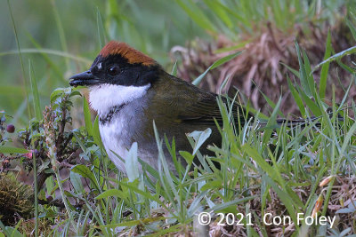 Brushfinch, Chestnut-capped @ near La Quetzal's Paradise