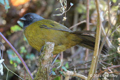 Finch, Large-footed @ Paraiso Quetzal Lodge