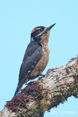 Woodpecker, Hairy (male) @ near Paraiso Quetzal Lodge