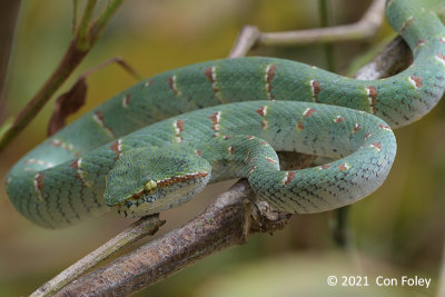 Viper, Waglers Pit (male)