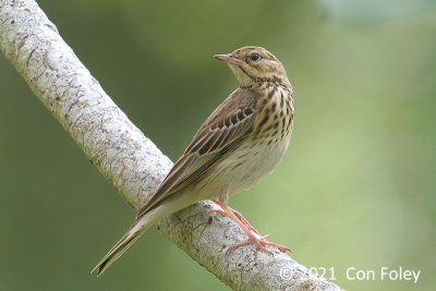 Pipit, Tree @ Dover Forest West