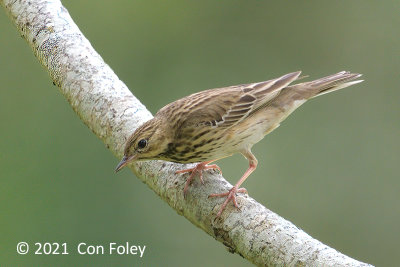 Pipit, Tree @ Dover Forest West