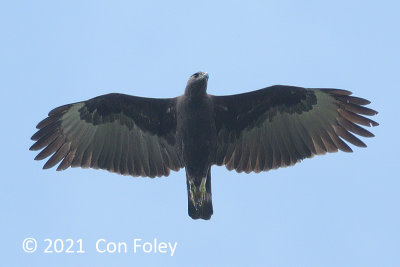 Eagle, Changeable Hawk (dark morph) @ Mt Faber