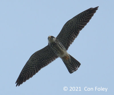 Falcon, Amur (female) @ Halus