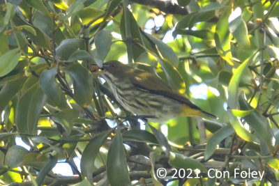 Flowerpecker, Yellow-vented