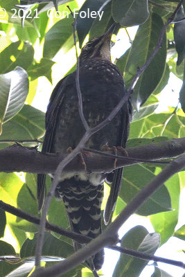 Thrush, Siberian (male) @ Bukit Timah