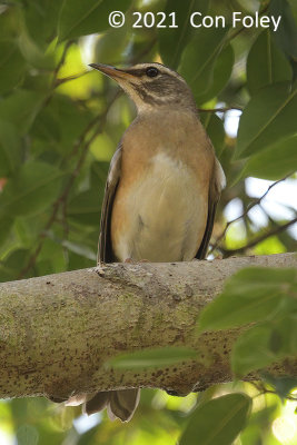 Thrush, Eyebrowed (female) @ Bukit Timah