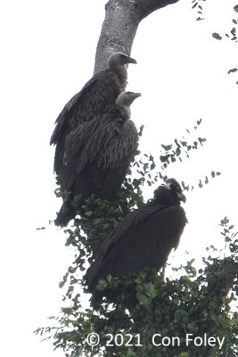 Vulture, Cinereous