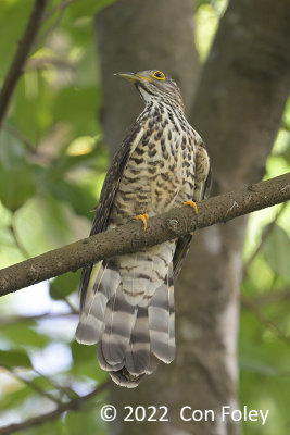 Cuckoo, Large Hawk (juv) @ JLG