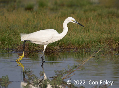 Egret, Little @ MED