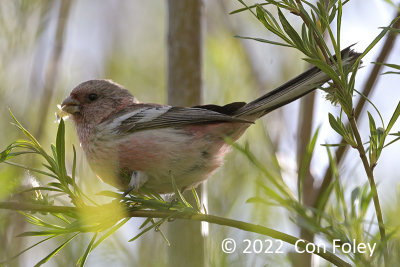 Rosefinch, Long-tailed (male) @ Tuul River