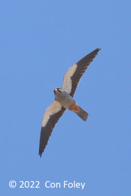 Falcon, Amur (male) @ Khustain Nuruu National Park