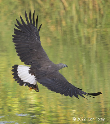 Eagle, Grey-headed Fish