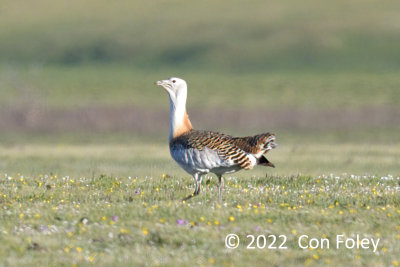 Bustard, Great @ Bayan-Uul Mt.