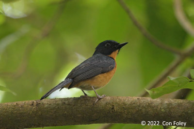 Flycatcher, Mangrove Blue (male) @ Pasir Ris Park