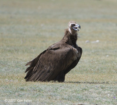 Vulture, Cinereous