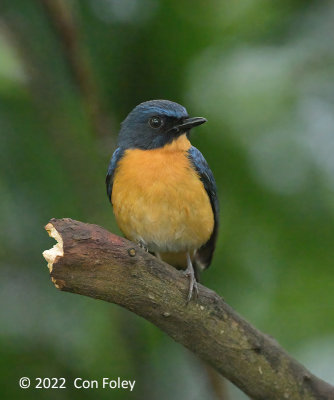 Flycatcher, Mangrove Blue (male) @ Pasir Ris Park