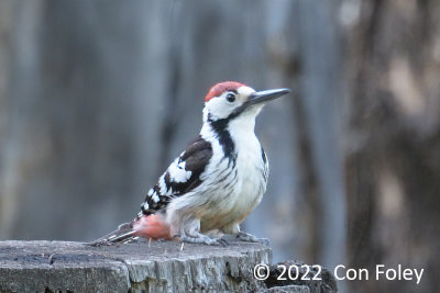 Woodpecker, White-backed (male) @ Bayan-Uul Mt.