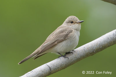 Flycatcher, Spotted @ Bayan-Uul Mt.