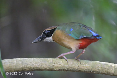 Pitta, Mangrove @ Pulau Ubin