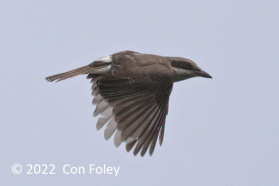 Woodshrike, Large @ Chek Jawa