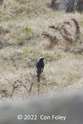 Redstart, White-winged (male) @ Khukh Lake