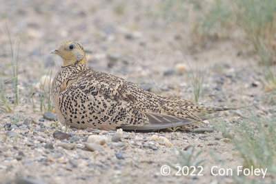 Sandgrouse, Pallas's (female) @ Bayanhongor