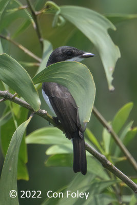 Flycatcher-shrike, Black-winged (female) @ Chek Jawa