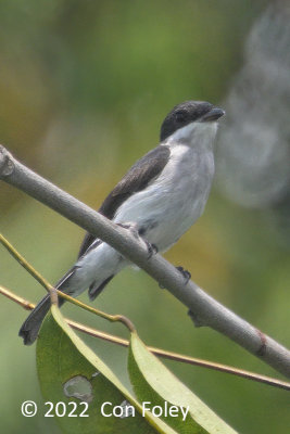 Flycatcher-shrike, Black-winged (female) @ Chek Jawa