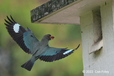 Dollarbird @ Baker St