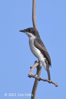 Flycatcher-shrike, Black-winged
