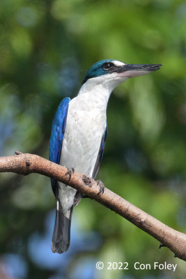 Kingfisher, Collared @ Chek Jawa