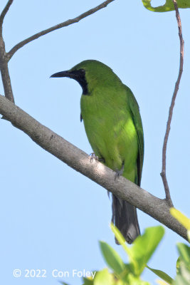 Leafbird, Lesser Green (male) @ Chek Jawa