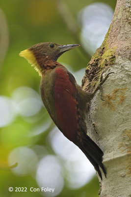 Woodpecker, Checker-throated (male)