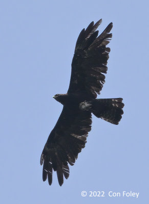 Eagle, Black