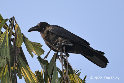 Crow, Large-billed